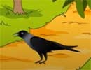 Cursed Bird