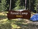 Forest Camp