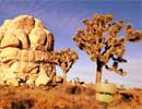 Joshua Tree