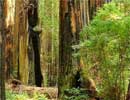 Redwood Forest