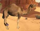 Save the Camel