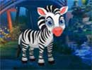 Zebra Foal