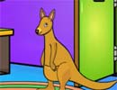 Wild Kangaroo