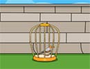 Zebra Finch